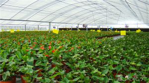 大棚自動(dòng)溫控機(jī)在冬季的保護(hù)措施